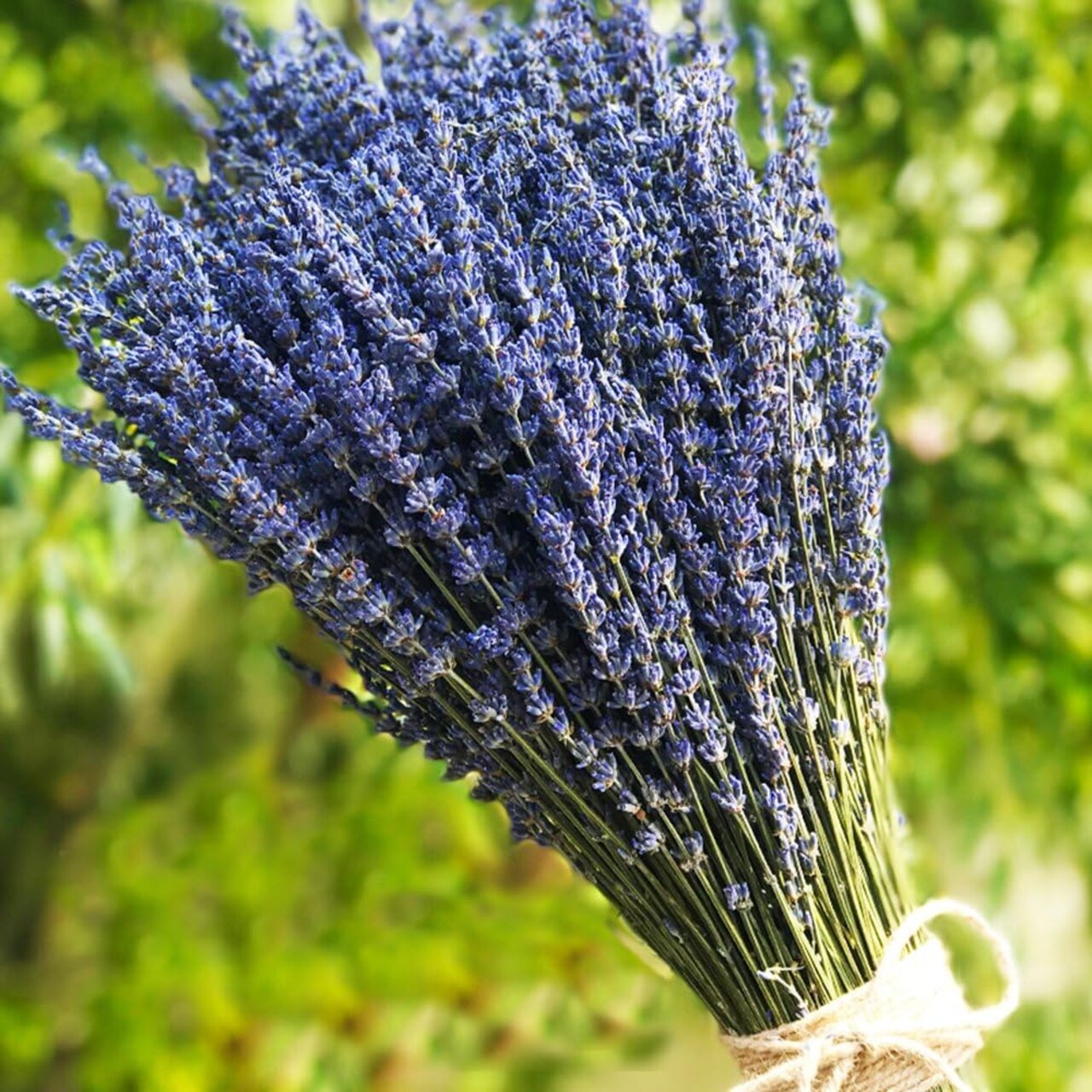 Lavender Dried Ultra Blue Bundles 200+ Stems (16" - 18" Long) for Home Decor, Crafts, Gift,Wedding or Any Occasion